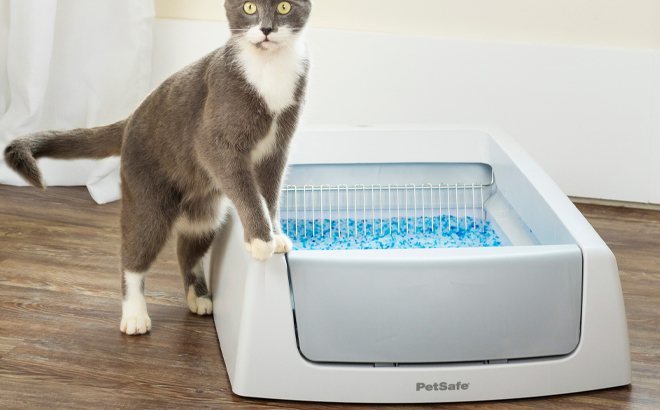 A Cat Standing Next to the PetSafe ScoopFree Crystal Classic Self Cleaning Cat Litter Box