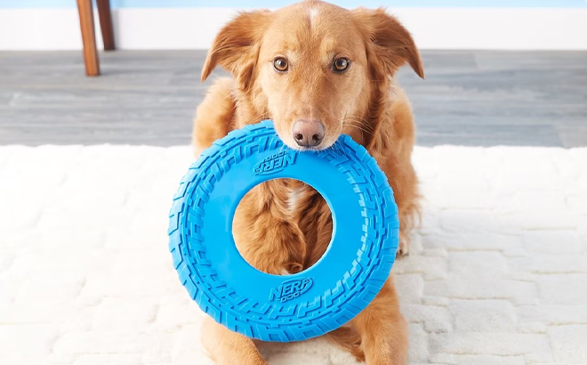 A dog biting the Nerf Dog Rubber Tire Flyer Dog Toy