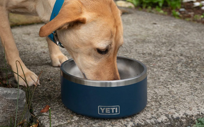 Dog Eating from Yeti Bowl