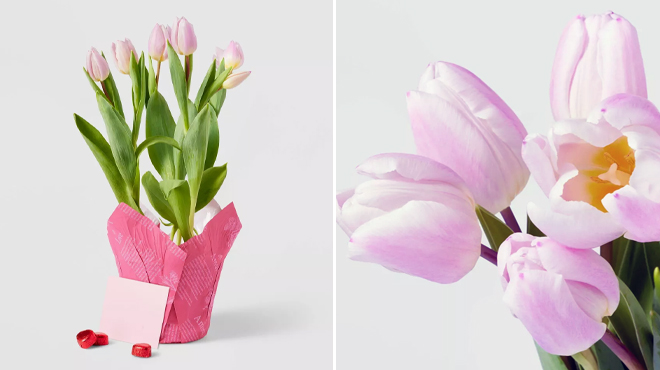 Spritz Live 6 inch Pink Tulip Potted Plants