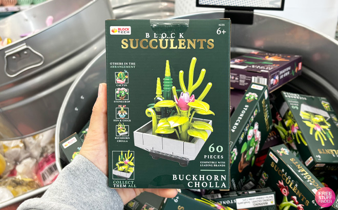 a Person Holding Block Tech Succulents Buckhorn Cholla 60 Piece Set