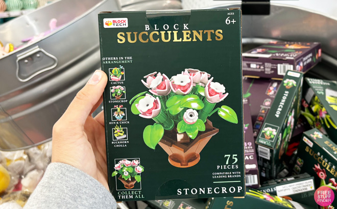a Person Holding Block Tech Succulents Stonecrop 75 Piece Set