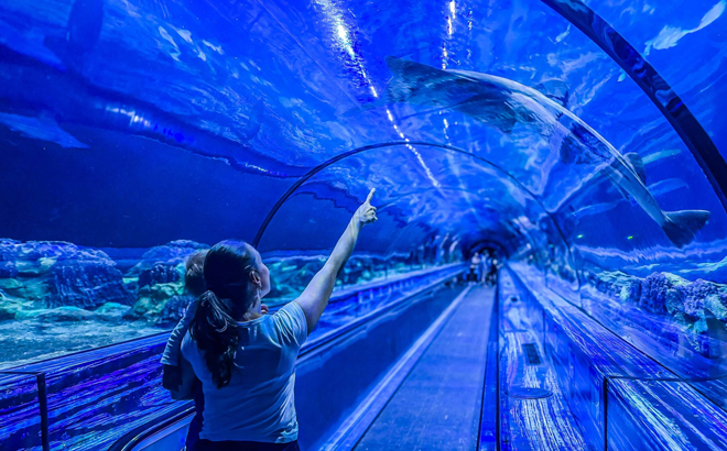 sea world Orlando big aquarium