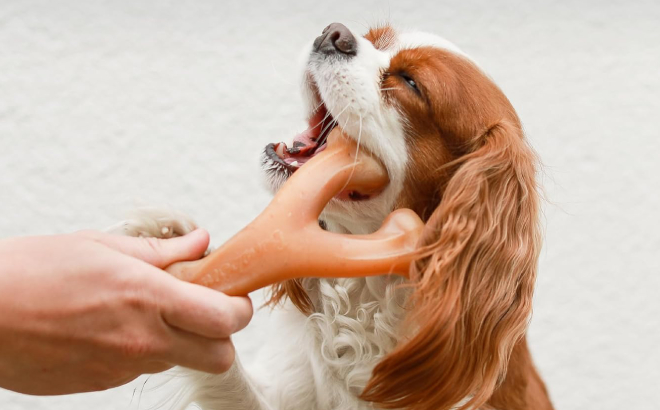 A Dog Biting a Benebone Wishbone Durable Dog Chew Toy