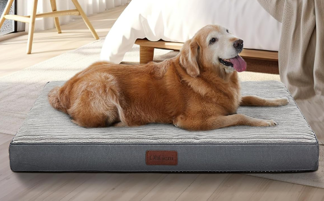 A Dog Laying on OhGeni Dog Bed