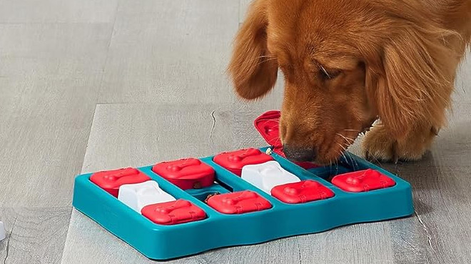 A Dog Playing with Outward Hound Dog Brick Dog Puzzle