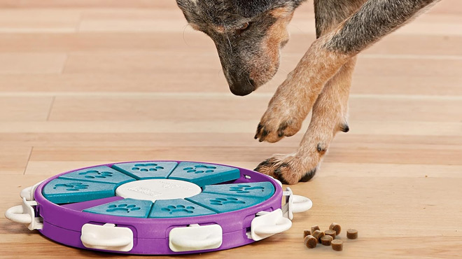 A Dog Playing with Outward Hound Dog Twister Puzzle