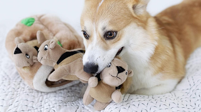 A Dog Playing with Outward Hound Hide A Squirrel Plush Dog Toy Puzzle