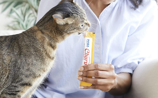 A Person Feeding a Cat with Inaba Cat Treat