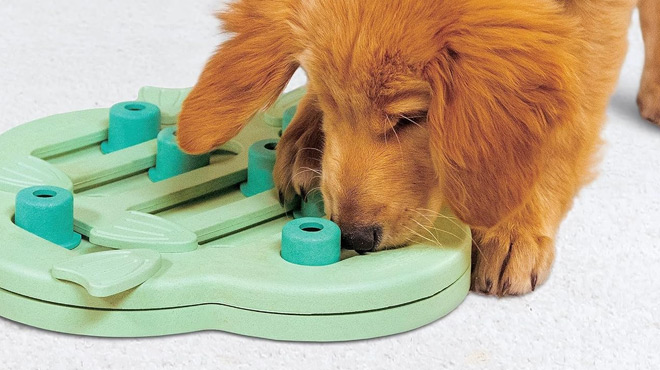 A Puppy Playing with Outward Hound Puppy Hide N Slide Puzzle Toy
