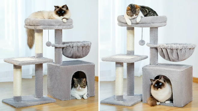 Cats Sitting on PAWZ Road Cat Tree Condo Cats Sitting on PAWZ Road Cat Tree Condo