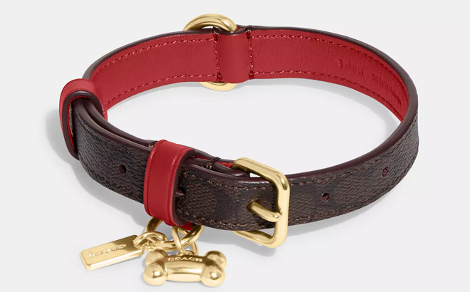 Coach Outlet Boxed Small Pet Collar In Signature Canvas