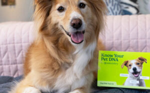Dog Sitting Next to an Ancestry Know Your Pet DNA Kit on a Bed