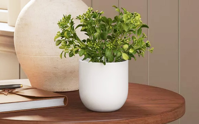 Threshold Artificial Mini Boxwood Arrangement on a Table