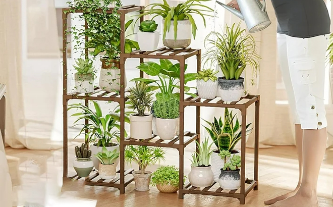 Tiered Plant Rack Filled with Plants in Pots and a Person Watering the Plants