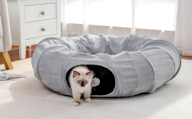 A Cat in a PAWZRoad Cat Tunnel with Soft Cushion