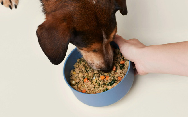 A Dog Eating from a Dog Bowl