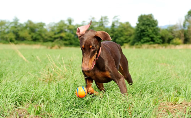 A Dog Fetching a Chuckit Ultra Ball Dog Toy