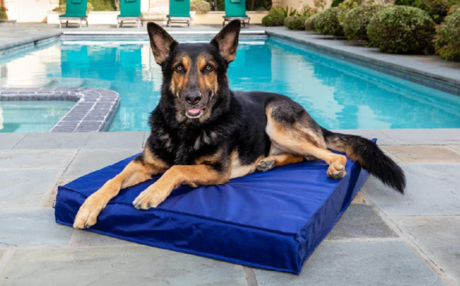 A Dog Lying on a Blue Barkbox Outdoor Bed