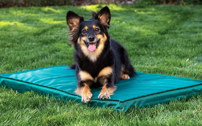 A Dog Lying on a Green Barkbox Outdoor Bed