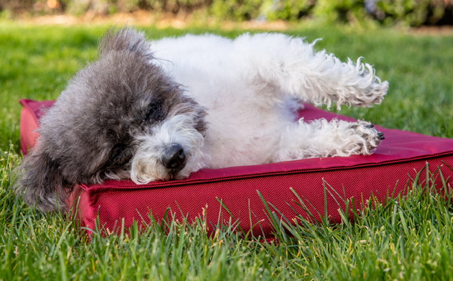 A Dog Sleeping on a Red Barkbox Outdoor Bed