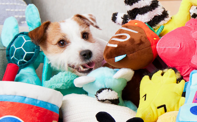 A Dog Surrounded by Dog Toys