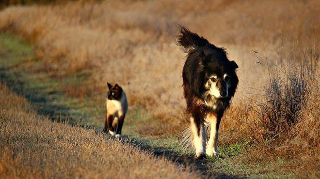 A Dog and a Cat who seems Lost Walking on a Trail