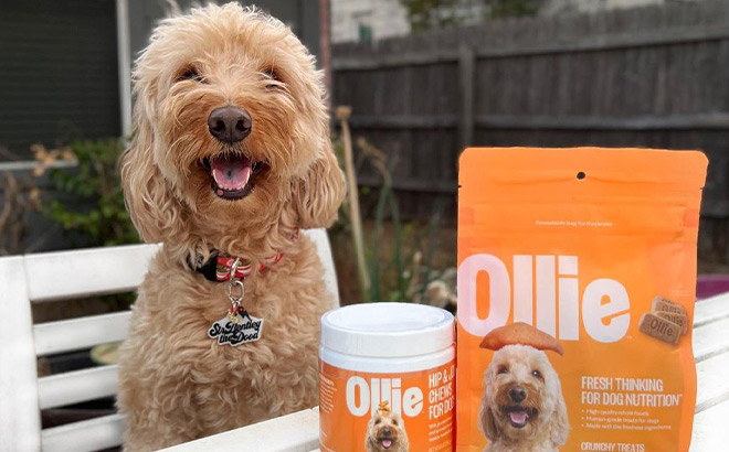 A Dog next to Ollie Dog Food