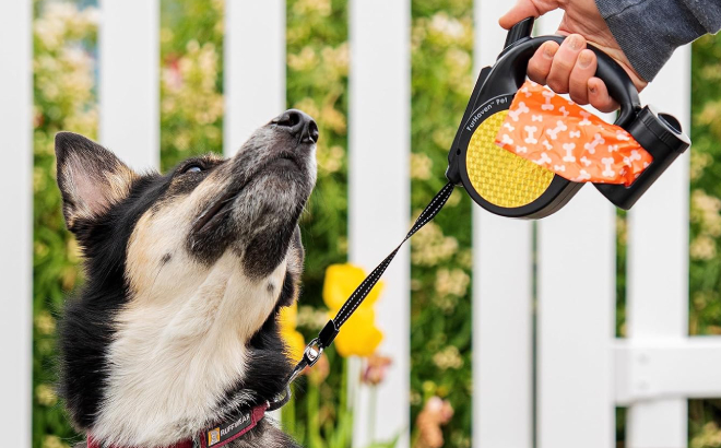 A Dog on Leash with Pet Factory Dog Poop Bag in a Dispenser
