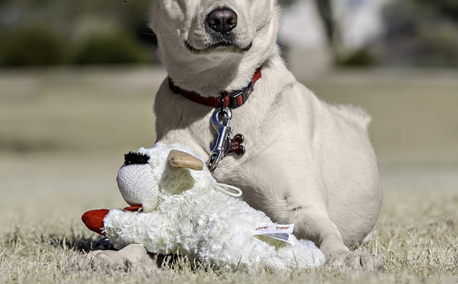 A Dog with a Multipet Lambchop Plush Dog Toy