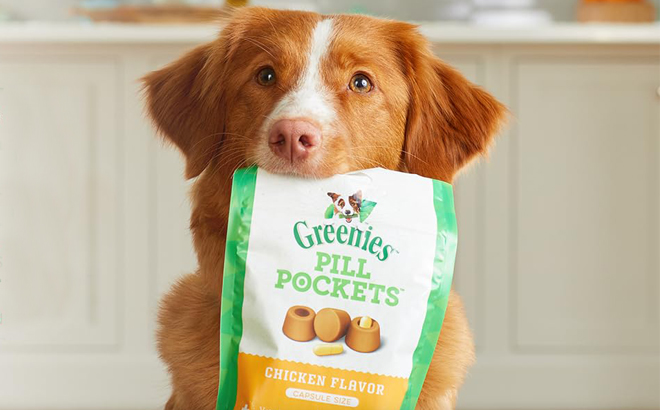 A Dog with a Pouch of Greenies Dog Treats