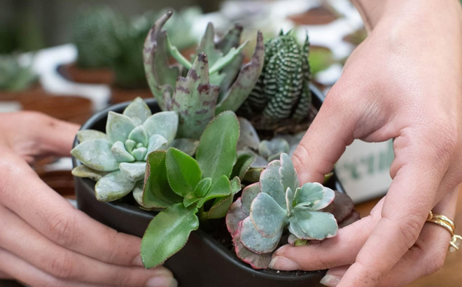 A Person Holding a Costa Farms Live Succulents