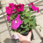 A Person Holding a Flower Plant in a Pot