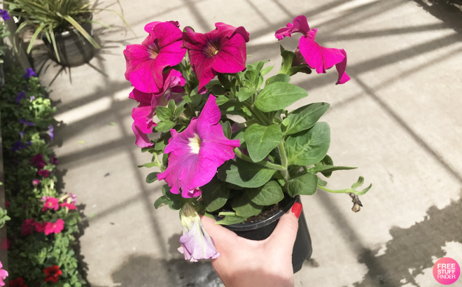 A Person Holding a Flower Plant in a Pot
