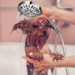 A Woman Bathing a Dog with the Handheld Filtered Shower Head