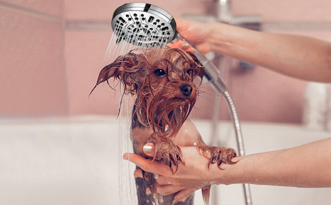 A Woman Bathing a Dog with the Handheld Filtered Shower Head