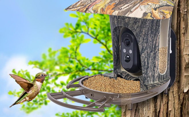 Bird Feeder Bird Feeder