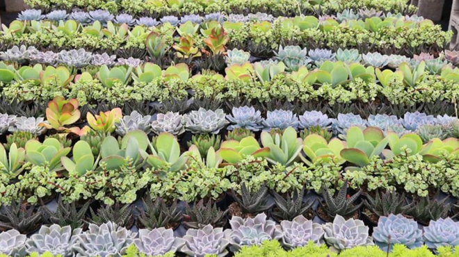 Costa Farms Live Succulents 12 Pack