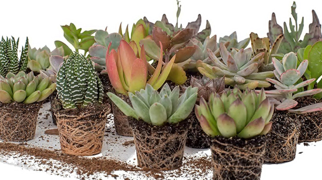 Costa Farms Live Succulents 6 Pack