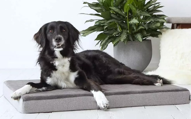 Dog Laying on a Dog Bed next to a Plant