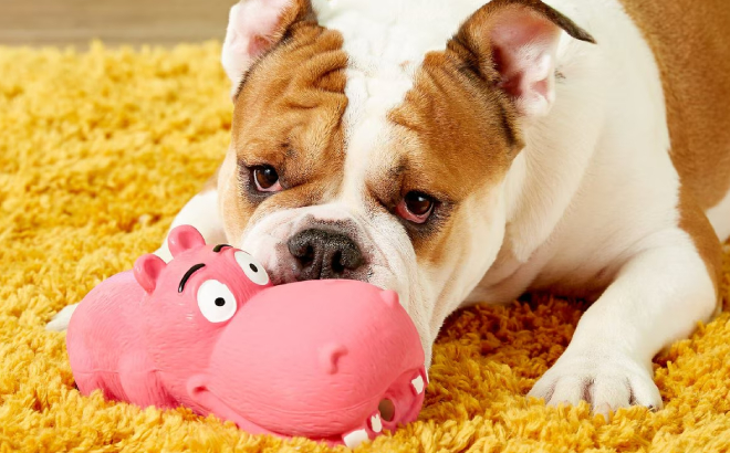 Dog Playing with Multipet Latex Hippo Squeaky Dog Toy