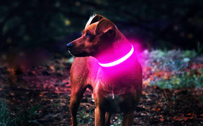 Dog Wearing Light Up Dog Collar in Pink Color