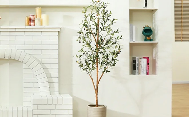Olive Tree in a Living Room