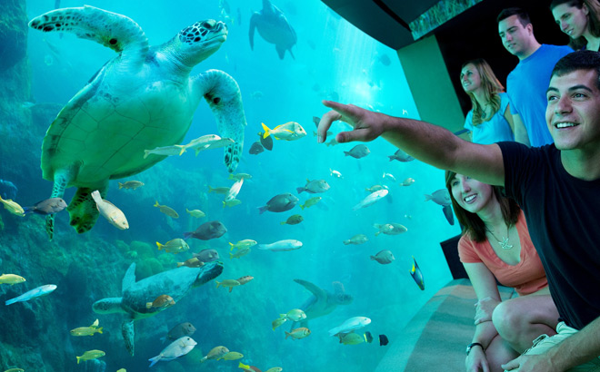 People Looking at a SeaWorld Orlando Aquarium