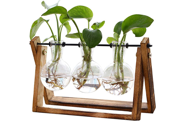 Plant Terrarium with Wooden Stand 1