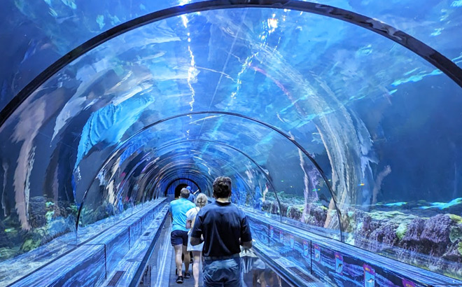 SeaWorld Orlando Aquarium Tunnel