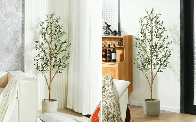 Artificial Olive Tree You Can Get For Free with TCB