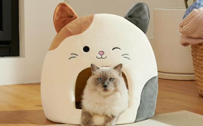 A Cat Sitting in Squishmallows Cam The Cat Pet Cave
