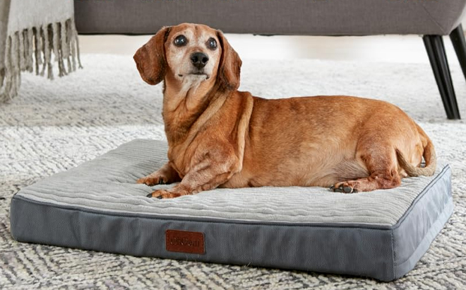 A Dog Laying on a Orthopedic Dog Bed