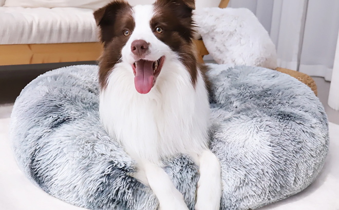 A Dog Sitting on Calming Donut Dog Bed in Grey Color A Dog Sitting on Calming Donut Dog Bed in Grey Color